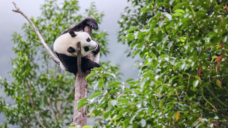 A Panda Climbs onto a Tree to Play