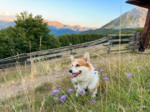 A cute red corgi puppy sits on a green lawn amidst purple flowers and smiles. The dog looks away dreamily and sticks his tongue out, close-up