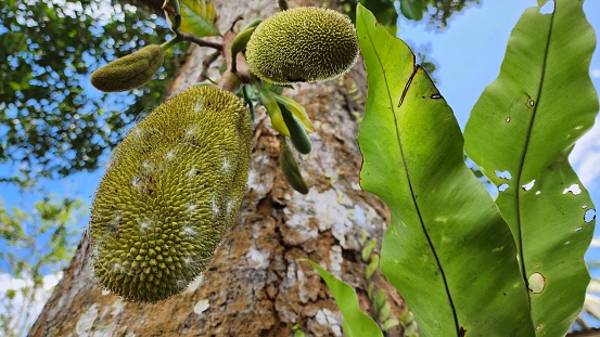 young jackfruit still hanging on the tree