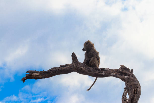 istock Olive baboon (Papio anubis), also called the Anubis baboon, sitting on a dried tree in Serengeti National Park in Tanzania 1695149954