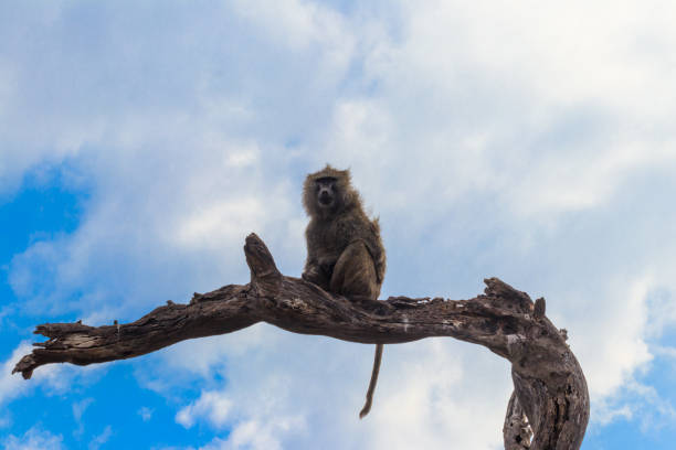istock Olive baboon (Papio anubis), also called the Anubis baboon, sitting on a dried tree in Serengeti National Park in Tanzania 1695149962