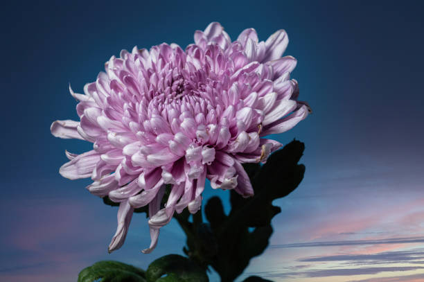 istock Pink chrysanthemum Rossano dark 1695154880