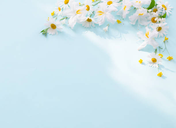 istock summer flowers in sunny light on blue background 1695160146
