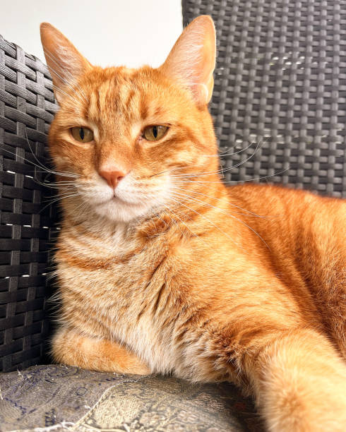 istock Jack my beautiful red cat 1695173135