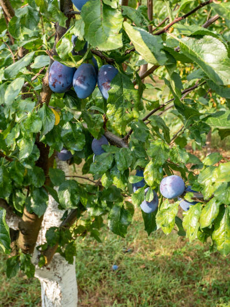 istock ripe plums hanging on the branches 1695175330