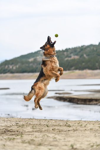 German Shepherd Dog Jumping To Catch Tennis Ball