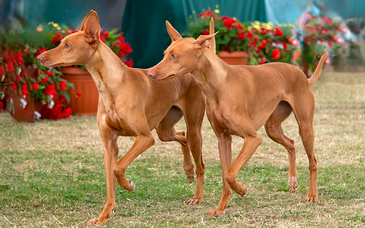 Pair of Pharaoh Hound dogs walking on grass