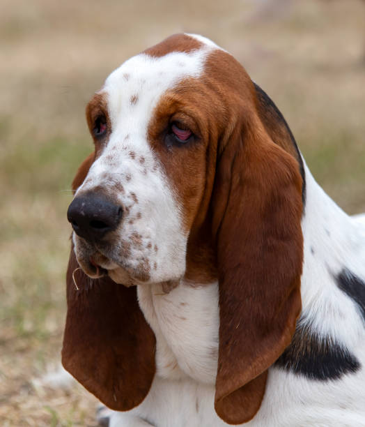 istock The Basset Hound 1695191572