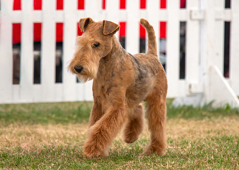 Lakeland Terrier dog on the move