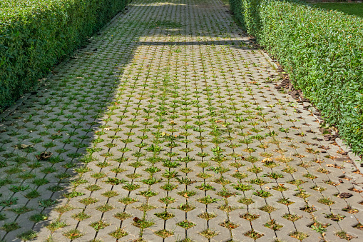 A sidewalk made of concrete slabs overgrown with grass on an alley in a park or in a garden with trimmed bushes on a summer sunny day