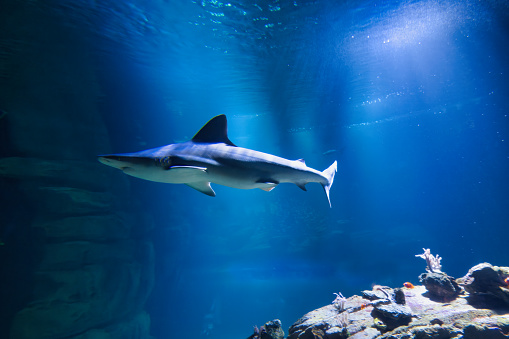Paris aquarium, black tip reef shark is a species of requiem shark, in the family Carcharhinidae, which can be easily identified by the prominent black tips on its fins