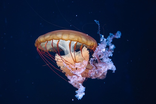 Paris aquarium, Chrysaora hysoscella, the compass jellyfish, is a common species of jellyfish that inhabits coastal waters in temperate regions of the northeastern Atlantic Ocean, including the North