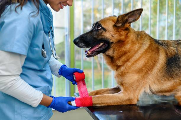 tierarzt bandagt eine pfote eines hundes, der in der tierklinik auf dem tisch liegt - tierbein stock-fotos und bilder