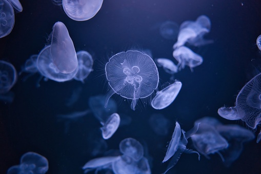 Paris aquarium, Moon jelly, Aurelia aurita is a species of the family Ulmaridae. All species in the genus are very similar, and it is difficult to identify Aurelia medusae without genetic sampling