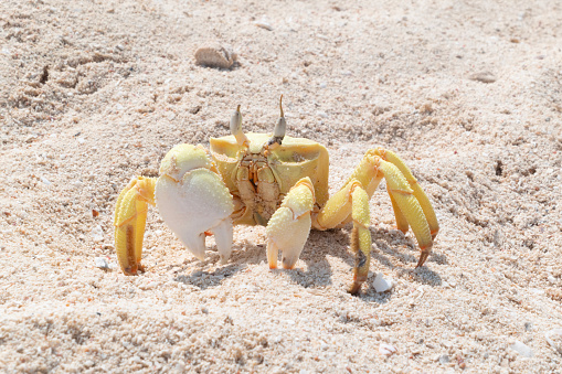 Uçá crab. Ucides cordatus, the swamp ghost crab, on the beach sand.