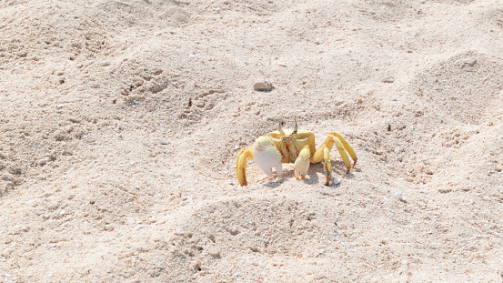 A crab on a white beach, small deserted island offshore from Yanbu, Saudi Arabia