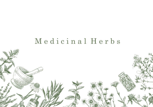 stockillustraties, clipart, cartoons en iconen met medical herbs. - kruidengeneeskunde