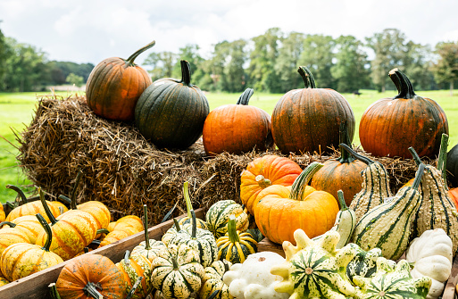 pumpkins in green orange and yellow or gourds in bale of hay ready for sale