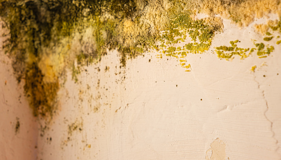 mold in the corner of room wall, close view