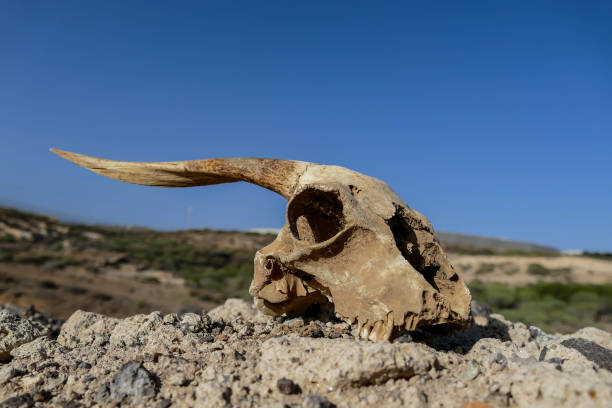 istock Dry Goat Skull Bone, Goat Skull background in the desert 1695261843