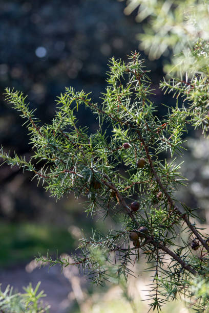 istock Red juniper or miera juniper, highly appreciated for the essential oils that can be extracted from it. Image taken in early autumn. Juniperus oxycedrus. 1695261991