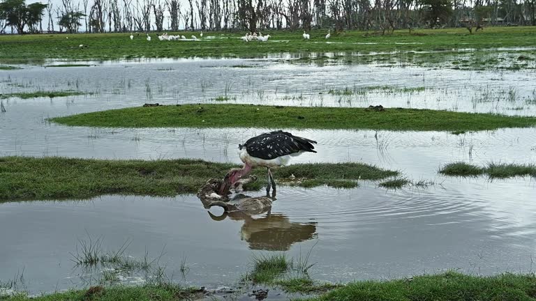 Wading bird african marabou stork in the natural environment