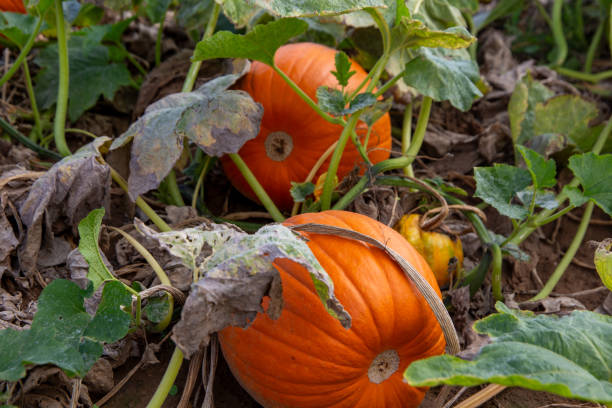 istock Close-up of pumpkins in a field 1695265647