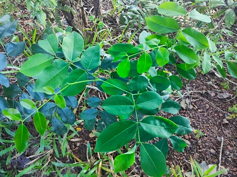 Burmese rosewood, small tree with green leaves  But it will be a large perennial plant in the future.