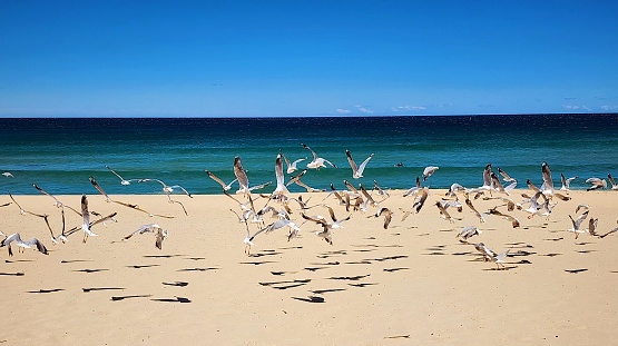 Beautiful waves on the sandy shore of Maroubra Beach, Sydney. A large group of seagulls flying above the sands in the sunlight.