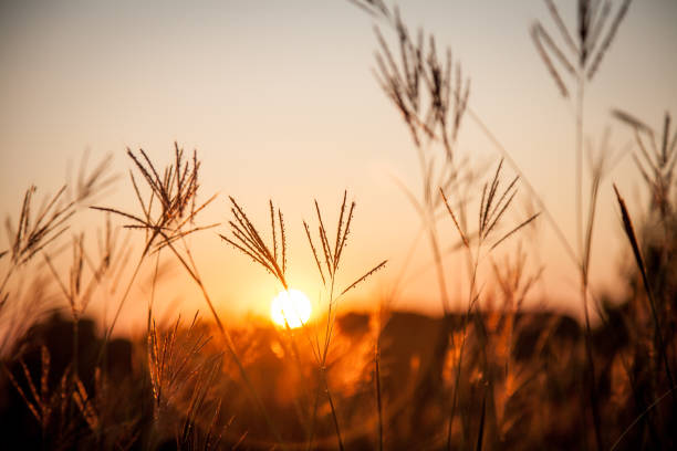istock Wild feather grass on a sunset in field in a red tones. 1695272200