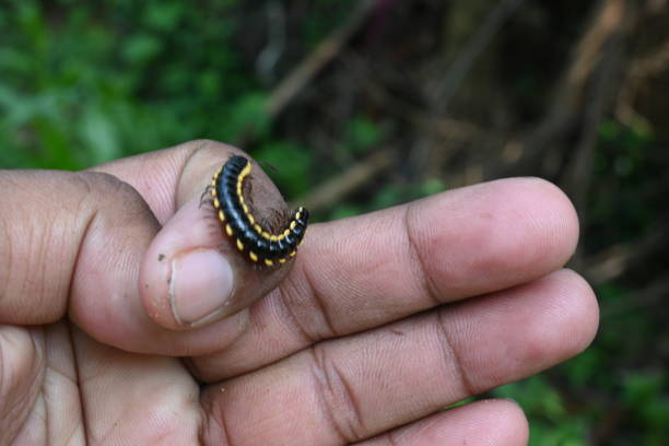 Millipede in rainy season. Big Black Millipedes. It is a spiral insect. It has many legs. These are known scientifically as the class Diplopoda. A rainy insects.