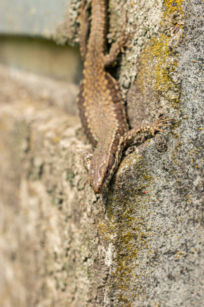 istock Lizard on a rock in Zurich in Switzerland 1695280062