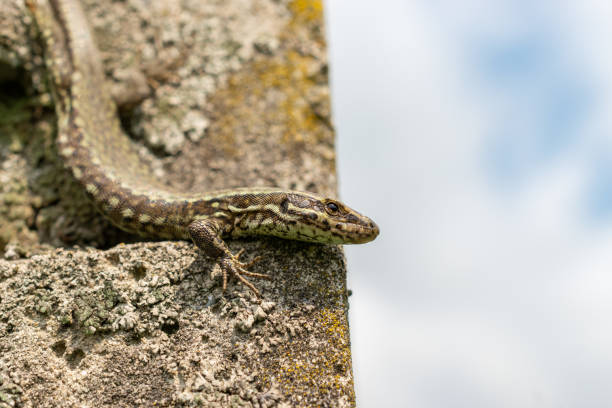istock Lizard on a rock in Zurich in Switzerland 1695280063