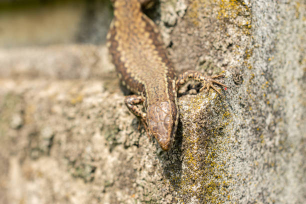 istock Lizard on a rock in Zurich in Switzerland 1695280071
