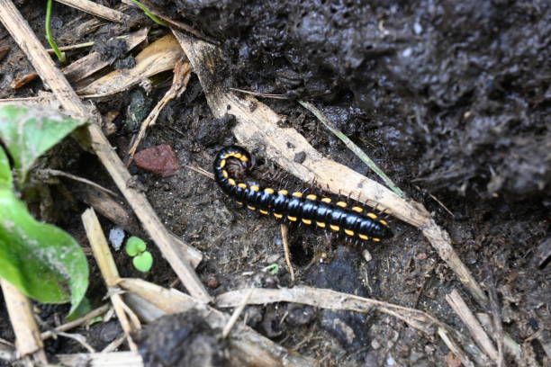 istock Millipede in rainy season. 1695281761
