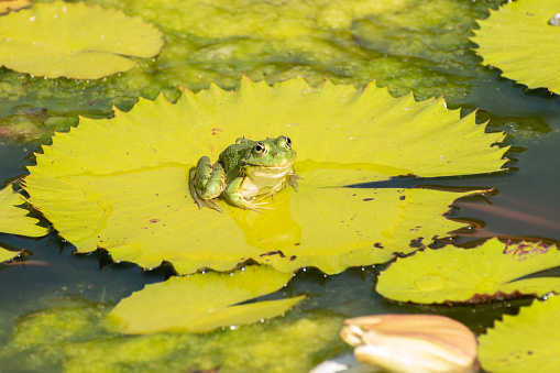 The frog sits on a green sheet, and looks at a white lily.