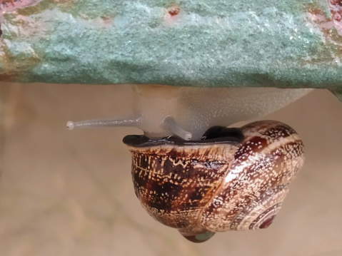 Snail photographed close upside down