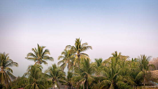 View nature background with coconut trees and sky during winter