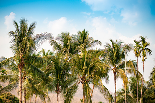 There are many coconut trees that are very tall. Behind is the sky It is a beautiful view.