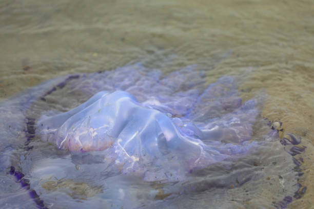 Jellyfish swimming in the sea