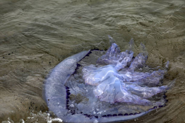 Jellyfish swimming in the sea