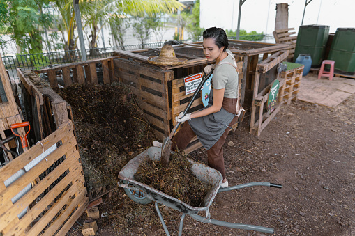Asian Chinese female farmer moving compost from storage onto a wheelbarrow