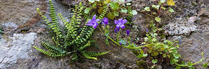 Fern and blue Dalmatian bellflower growing at old wall in Cork Munster province in Ireland Europe