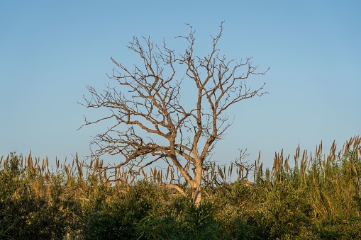 A lone dead tree standing in the center of a field of tall grass, surrounded by a vast open landscape.