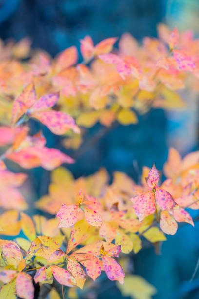istock Nishizawa valley 1695321211