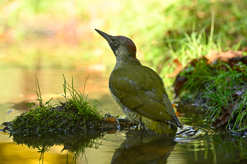 european green woodpecker bathing