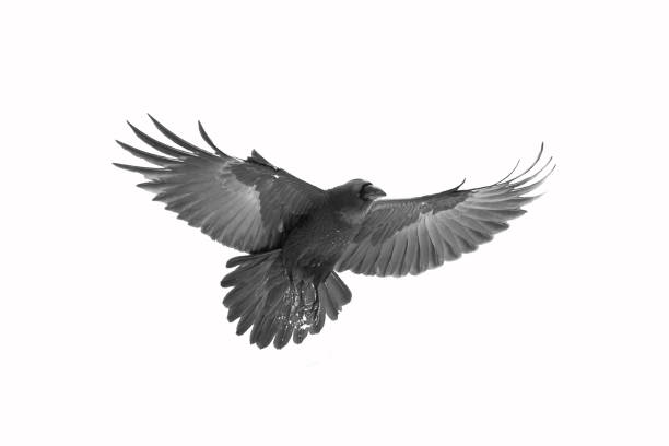 istock Birds flying raven isolated on white background Corvus corax. Halloween 1695325602