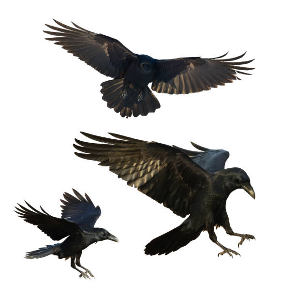 istock Birds flying raven isolated on white background Corvus corax. Halloween - mix three birds 1695327033