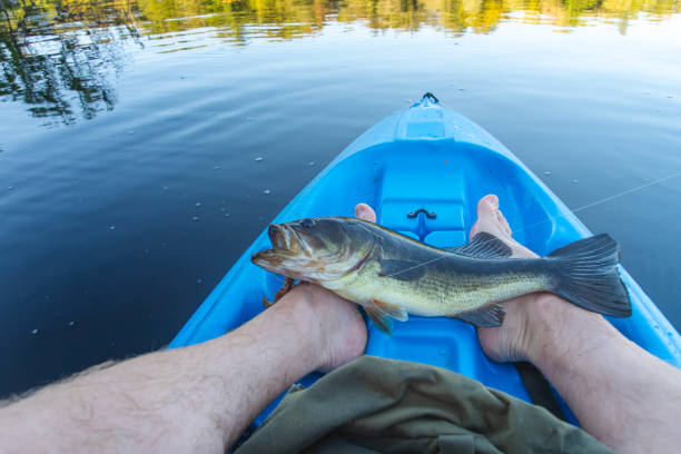 Huge largemouth bass kayak fishing stock photo
