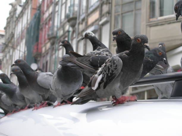 istock Alfred Hitchcock´s birds 1695333148